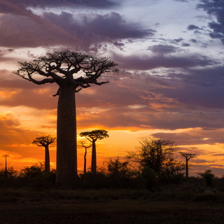 Sunrise at the baobabs